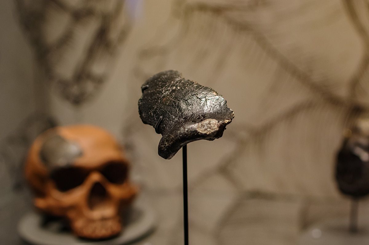 Doggerland schedelfragment Neanderthaler Krijn